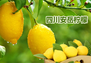 柠檬农业产业规划